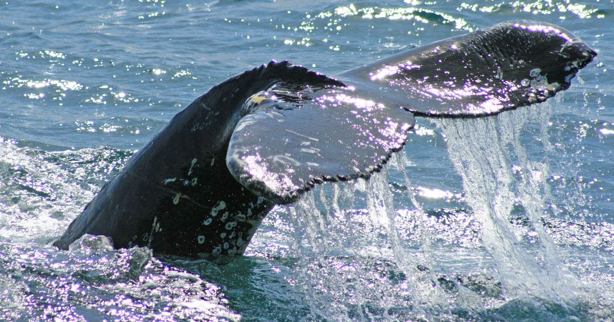 Valsafari på Island