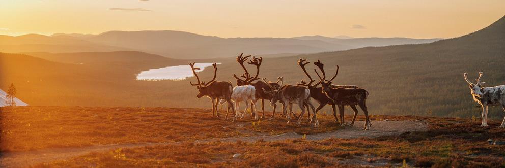 Vackra renar i solnedgången